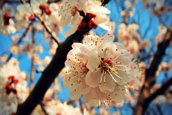 Foto de la floración del albaricoque en primavera