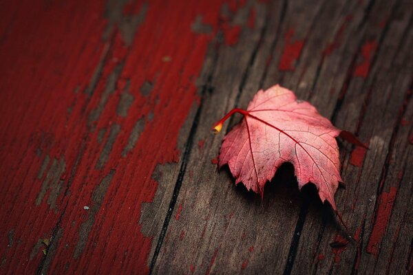 There is an autumn leaf on the old board