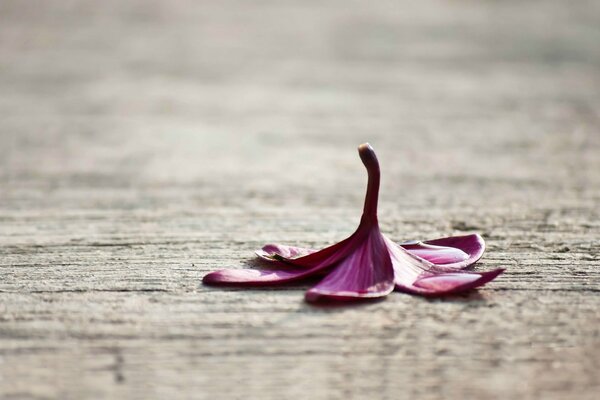 Purple flower on wet asphalt