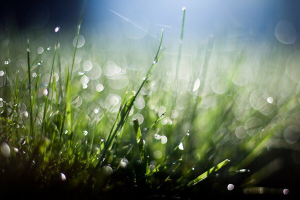 Morning frost on the green grass