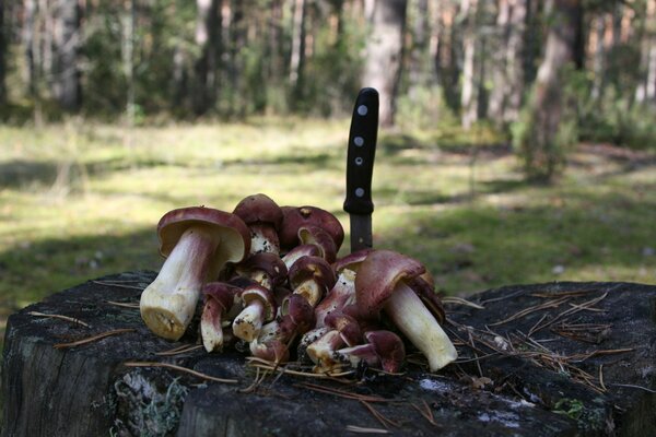 Funghi su una canapa con un coltello nella foresta