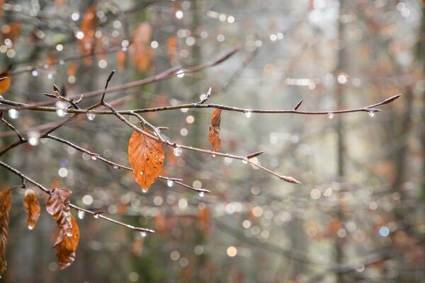 Otoño lluvioso envuelve ramas