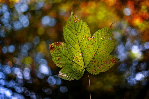 Hoja de otoño caída de un árbol con motas