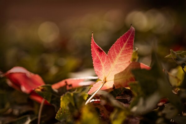 Herbstliches rotes Laub Bokeh