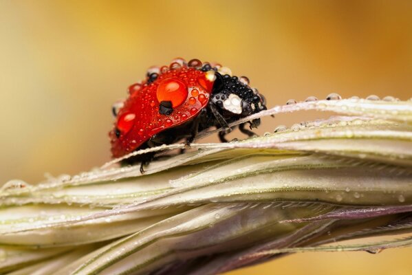 Ladybug in dew drops on a spike
