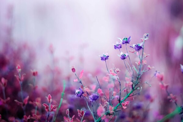 The lilac field is surrounded by flowers