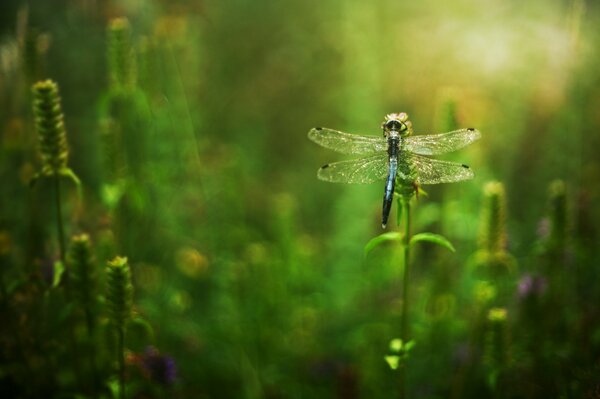 Libellule sur l herbe verte