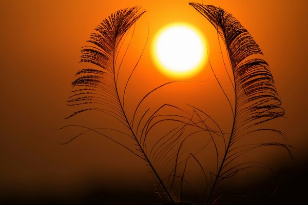 Feathers on an orange sunset background