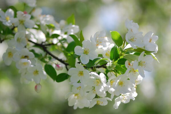 Rama con flores blancas y hojas