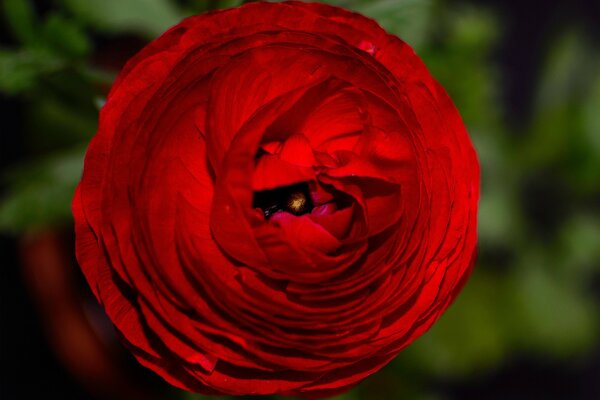 Роза красная цветок лепестки