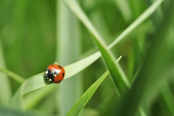 Coccinelle rouge sur fond vert