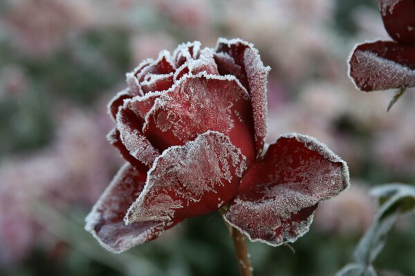 Rote Blume mit Frost bedeckt