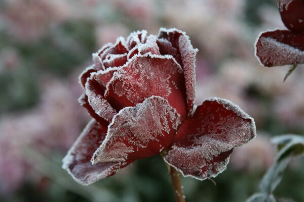 Fleur rouge recouverte de givre