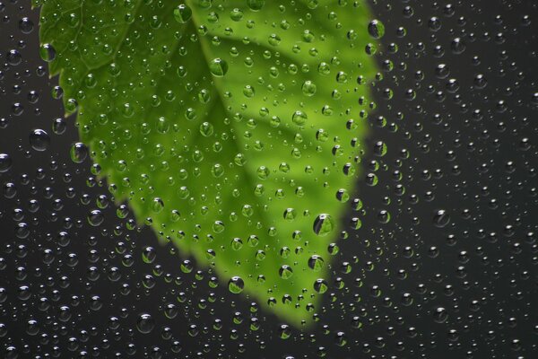 Macro pictures of leaves with drops