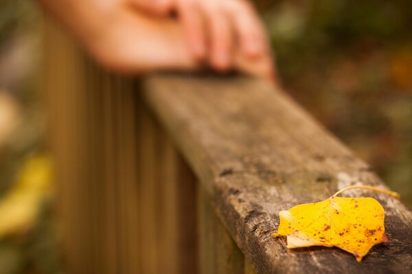 A yellow leaf is lying on the railing