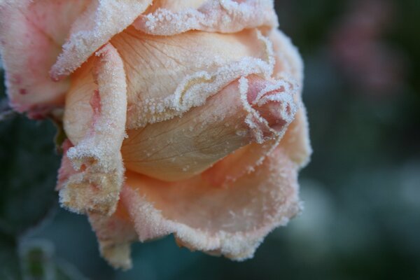 Frost on rose petals. Autumn cold