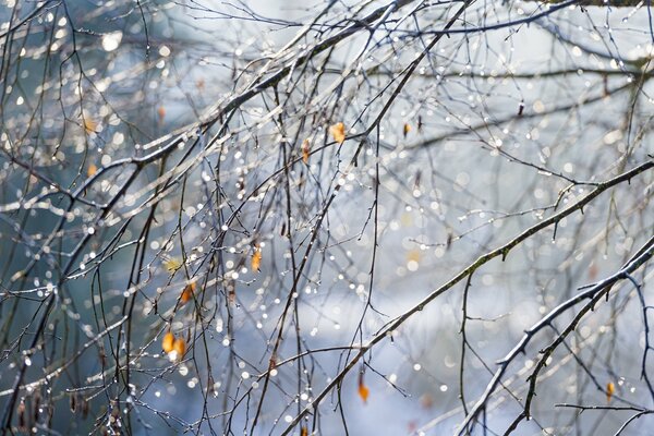 Gocce d acqua su un ramo di un albero