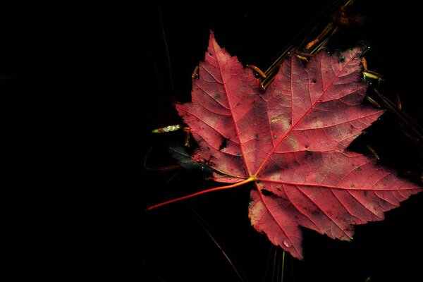 Red maple leaf on black