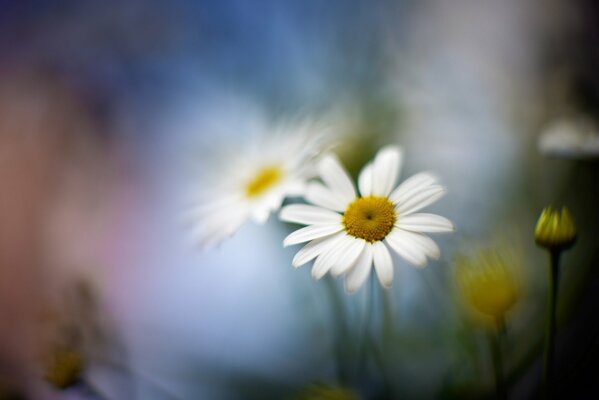 Chamomile flower on a blurry background