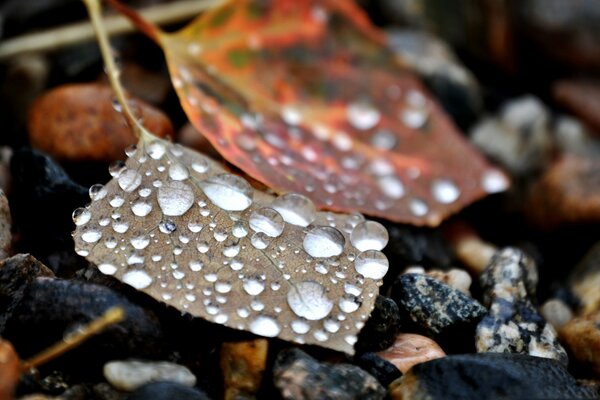 Rocío en rocas y hojas de otoño