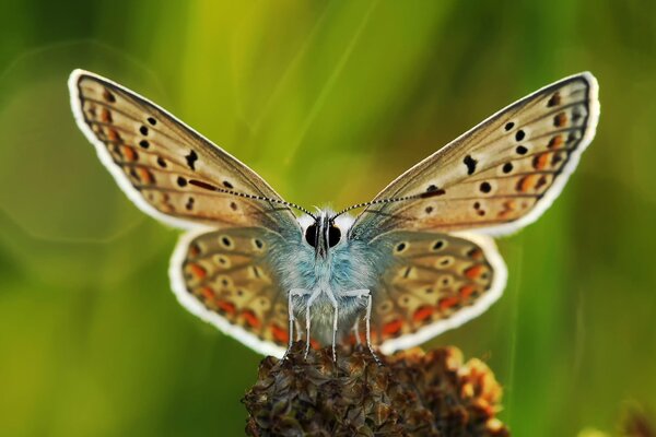 Schmetterling Makro auf grünem Hintergrund