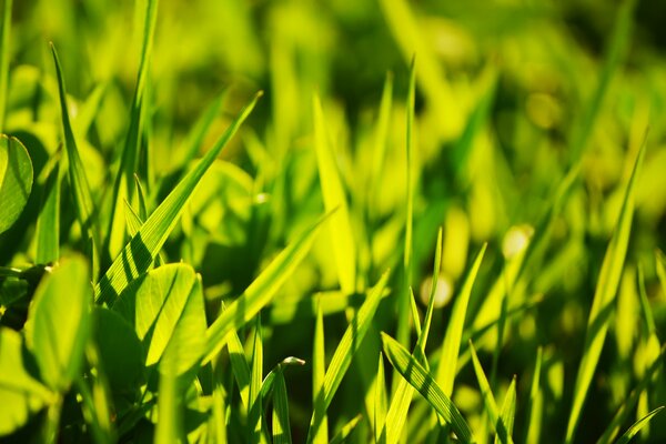 Foto de hojas verdes de hierba