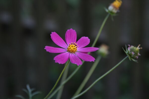 Une fleur rose. Prise de vue macro