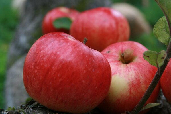 Bellissimi frutti al sole Maturi