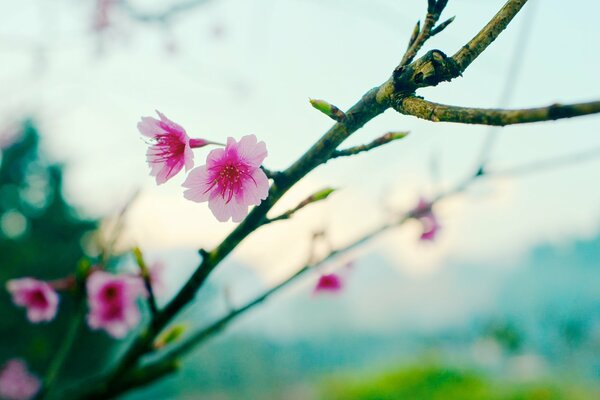 Kwitnąca Sakura na młodej gałęzi