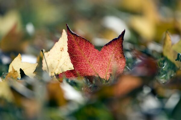 Belle automne images de feuilles colorées