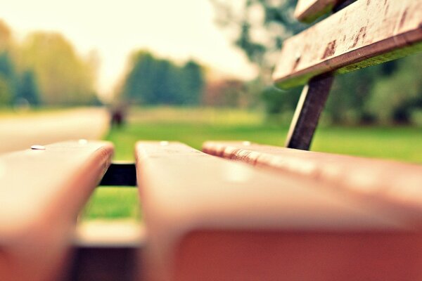 On a green meadow, a park bench on a summer day