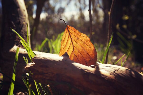 Herbstblatt auf Baustelle