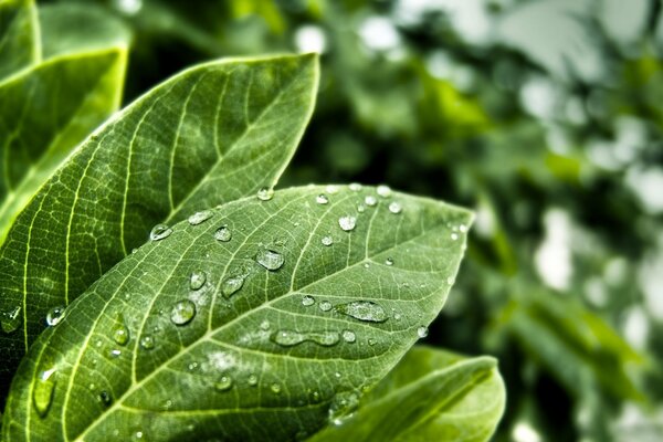 Feuilles vertes dans la rosée