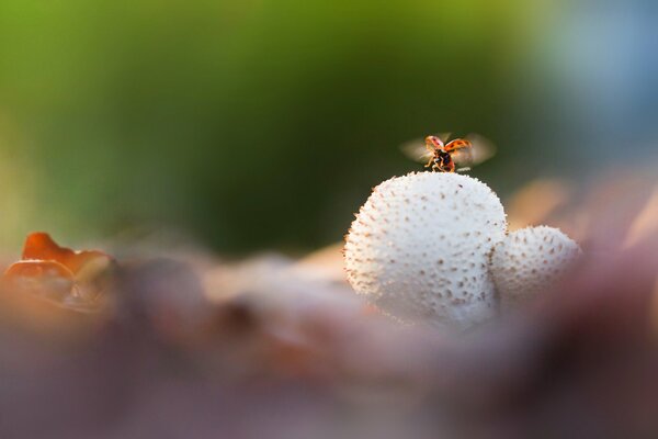 Mariquita volando sobre un hongo