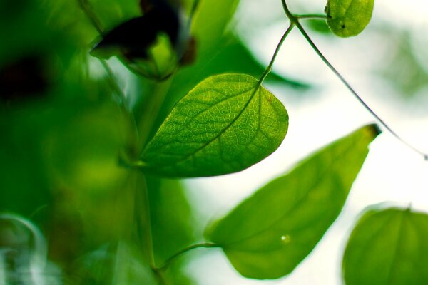 Zielone liście na rozmytym tle