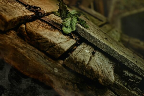 Dry green leaf on the boards