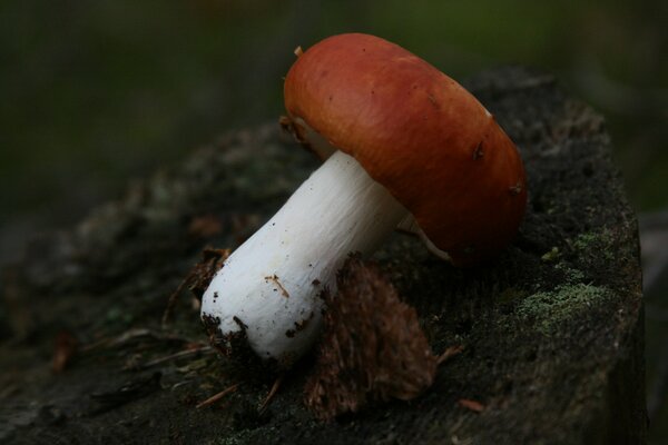 Mushroom in the forest syroezhka