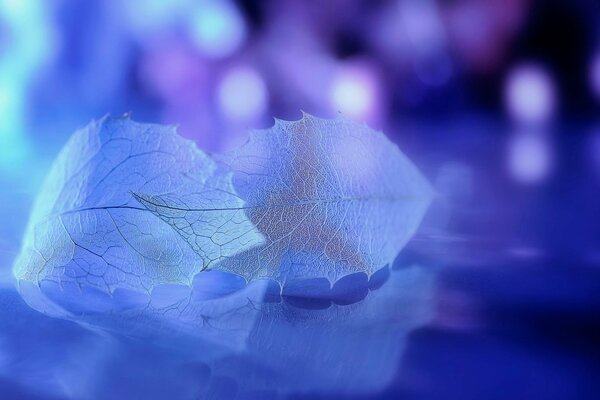 Beautiful leaves on a purple background