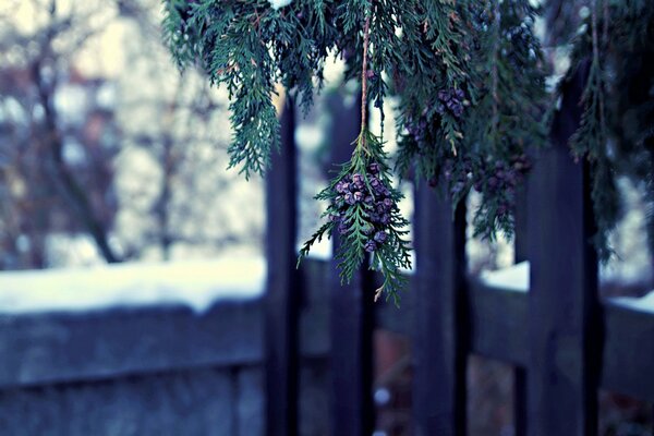 Albero di thuja con piccoli coni