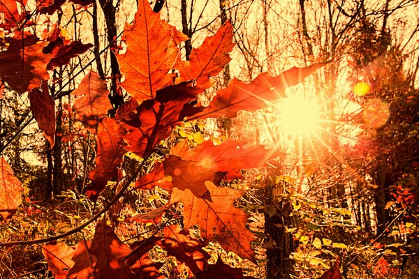 Лучи солнца просвечиваются сквозь золотую листву