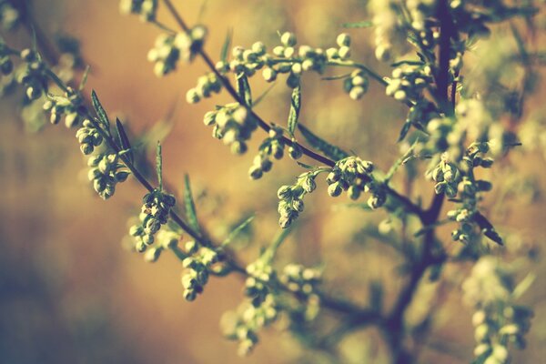 Rayons du soleil sur les branches de la plante