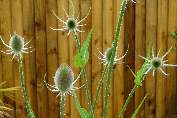 Flower stems on the background of a wooden fence