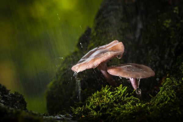 Dans la forêt après la pluie, des champignons ont poussé