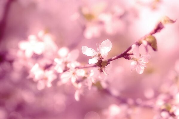 A tree branch in full bloom spring