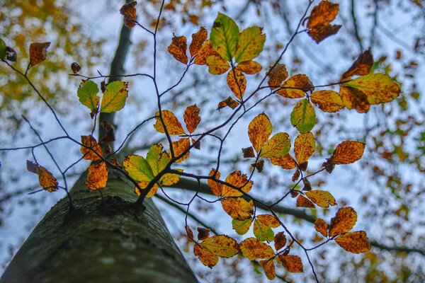 Drzewo poniżej z jasnymi jesiennymi liśćmi