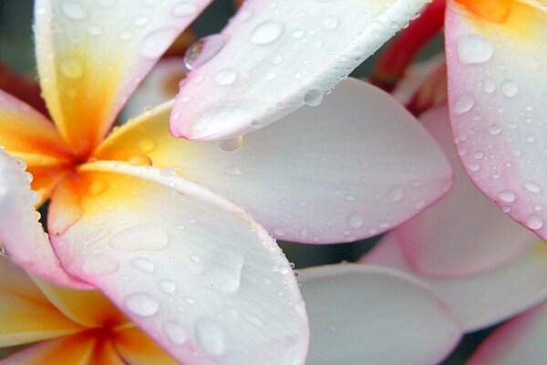Macro drops of water on the petals