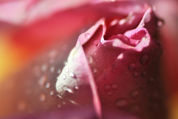 A rose covered with morning dew