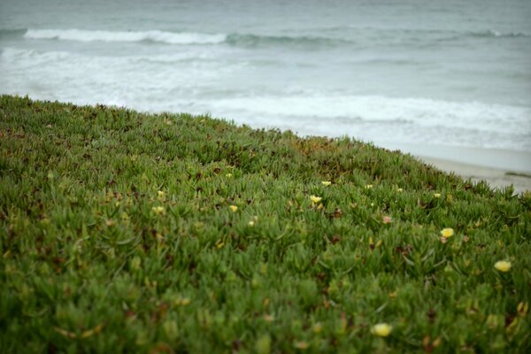 Зелёная трава берег волны