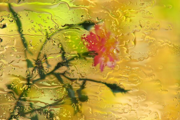 Rose flower under glass