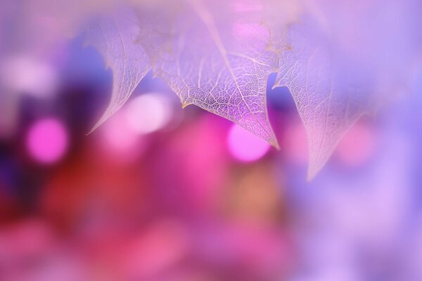 Macro shooting of a leaf on a pink background